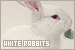  Rabbits: White